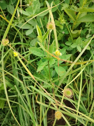 Geum aleppicum, photograph 3