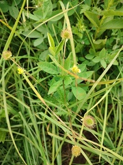 author not stated, no rights reserved Geum aleppicum, photograph author not stated, no rights reserved