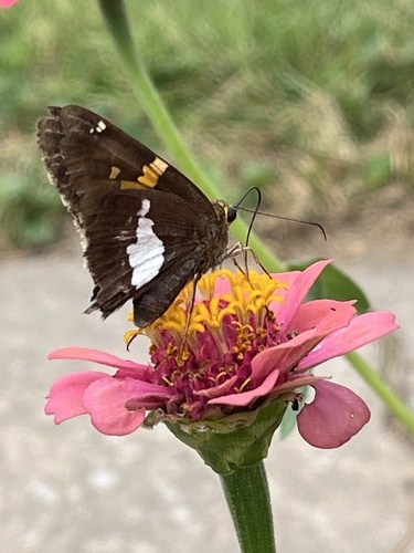 Silver-spotted Skipper