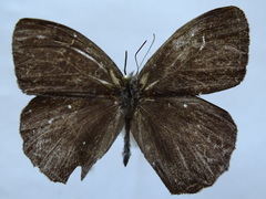 Taygetina oreba