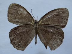 Taygetina oreba