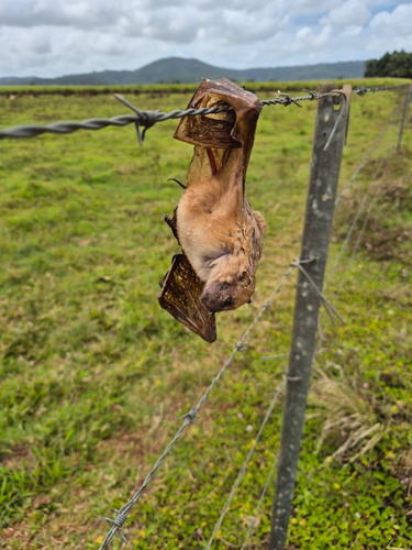 Queensland Tube-nosed Fruit Bat