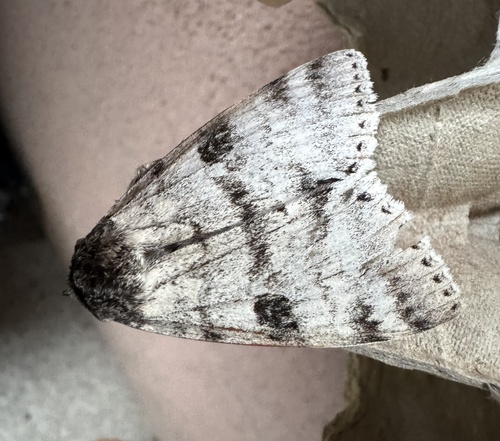 White Underwing