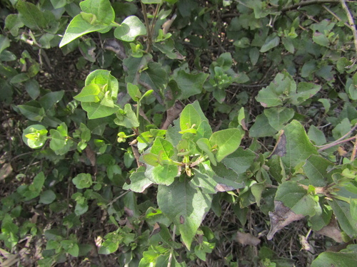 Podanthus ovatifolius, photograph 5