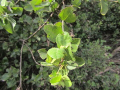Podanthus ovatifolius, photograph (c) Bruno Avilez, some rights reserved (CC BY)