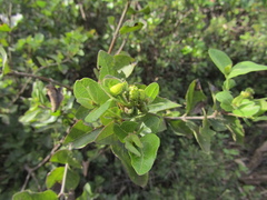 Podanthus ovatifolius, photograph (c) Bruno Avilez, some rights reserved (CC BY)