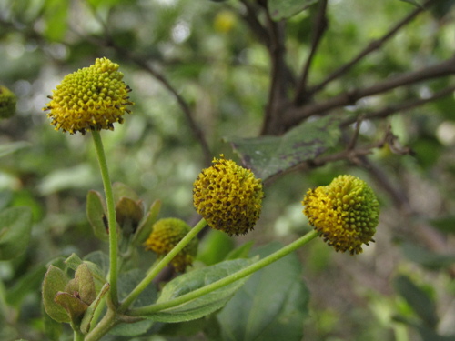 Podanthus ovatifolius, photograph 3