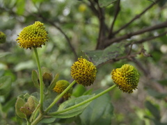 Podanthus ovatifolius, photograph (c) Bruno Avilez, some rights reserved (CC BY)