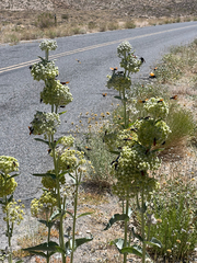 Asclepias erosa, photograph (c) Ian McFaul, some rights reserved (CC BY)
