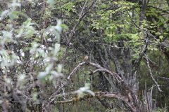 Tarsiger rufilatus