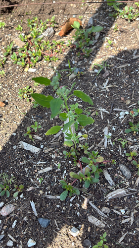 Common Lambsquarters