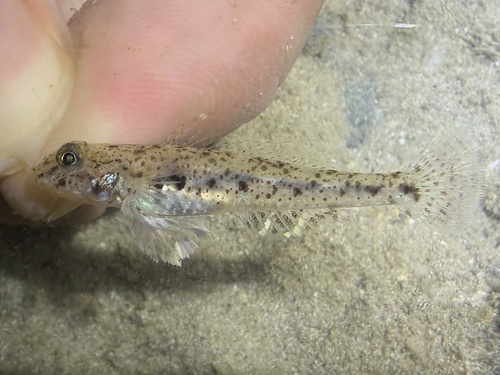 Favonigobius opalescens observed 2026-09-11