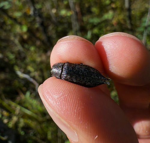 Eastern Poplar Buprestid Beetle