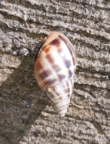 Banded Cone