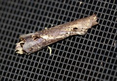 Ortholomia moluccana