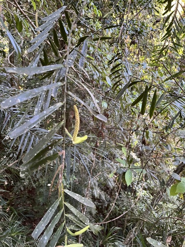 Pothos longipes, photograph 3