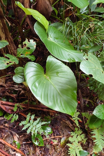 Homalomena observed 2026-09-12