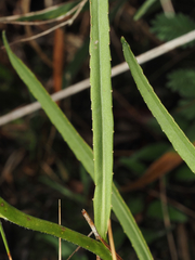 Lobelia glandulosa, photograph (c) carter, some rights reserved (CC BY)