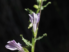 Lobelia glandulosa, photograph (c) carter, some rights reserved (CC BY)