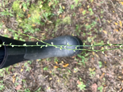 American jumpseed