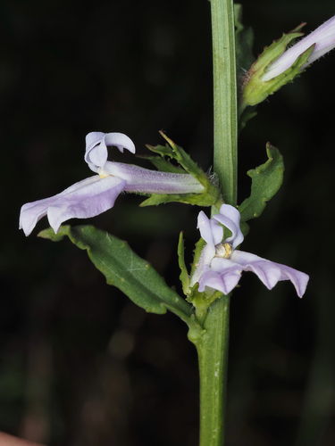 Lobelia glandulosa, photograph 1