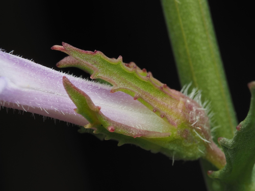 Lobelia glandulosa, photograph 2