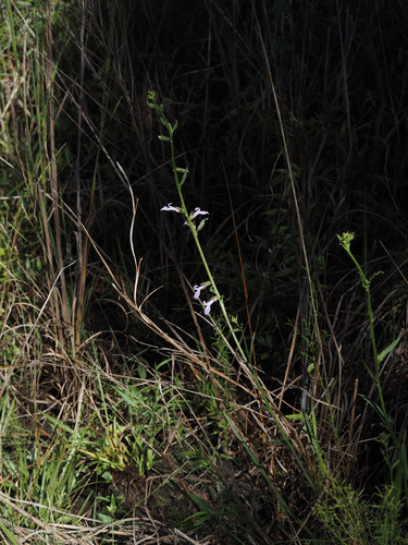 Lobelia glandulosa, photograph 5