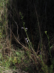 Lobelia glandulosa, photograph (c) carter, some rights reserved (CC BY)