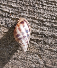 Drymaeus serperastrum