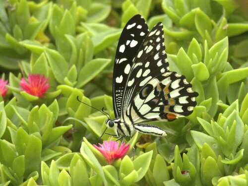 Lime Swallowtail