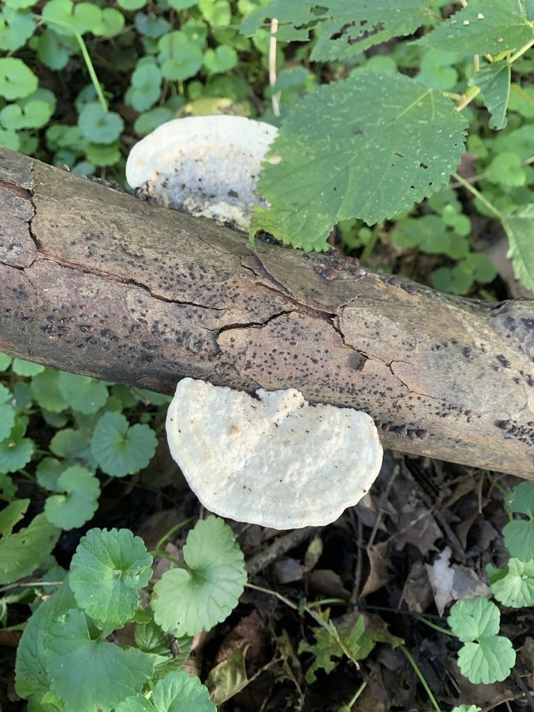 Lumpy Bracket · September 2026 · photo: Photo: (c) Senna Bryce Robeson, some rights reserved (CC BY) · iNaturalist