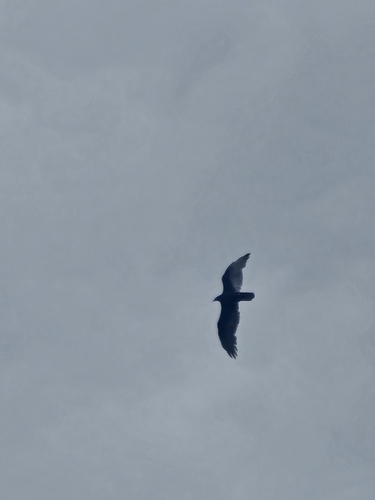 Turkey Vulture