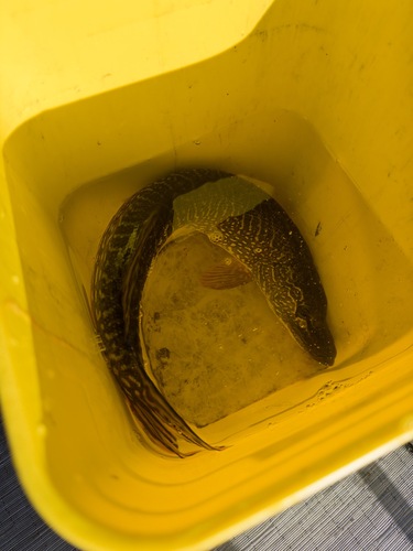 Northern Pike