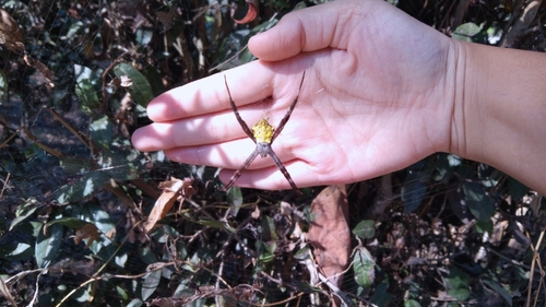 Hawaiian Garden Spider