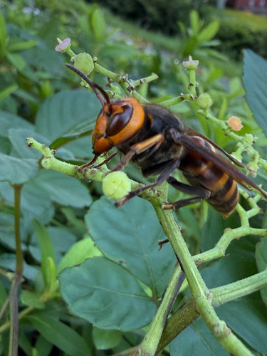 Yellow-vented Hornet