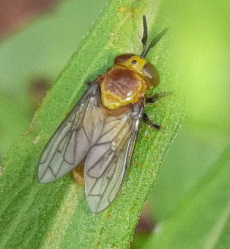 Menidon falcatus