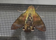 Macroglossum micacea