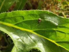 Closterotomus cinctipes