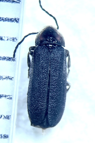 Dotted Firefly