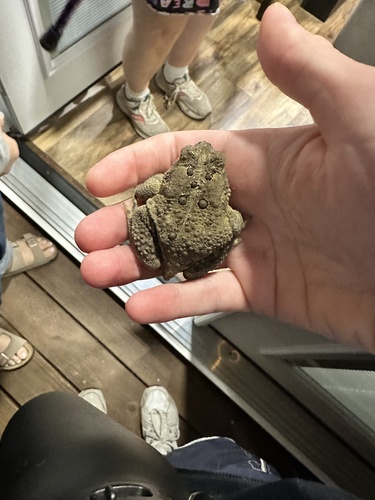 American Toad
