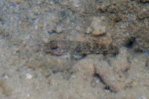 Oplopomus oplopomus observed 2026-09-11