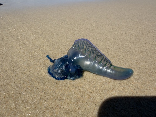 Southern Man-O-War · Nobby Beach, Mermaid Beach, AU