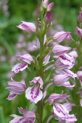 Dactylorhiza iberica