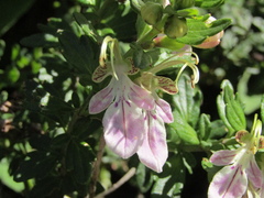 (c) Bruno Avilez, some rights reserved (CC BY) Teucrium bicolor, photograph (c) Bruno Avilez, some rights reserved (CC BY)
