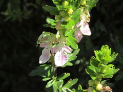 Teucrium bicolor, photograph (c) Bruno Avilez, some rights reserved (CC BY)