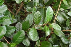 Elaeagnus formosana