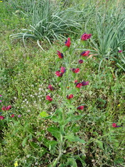 Echium creticum