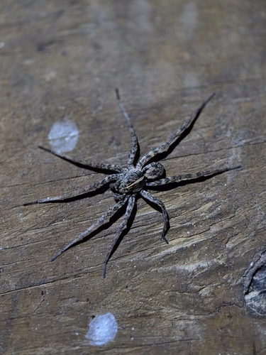 Georgia Wolf Spider
