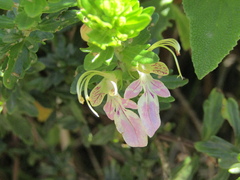 (c) Bruno Avilez, some rights reserved (CC BY) Teucrium bicolor, photograph (c) Bruno Avilez, some rights reserved (CC BY)