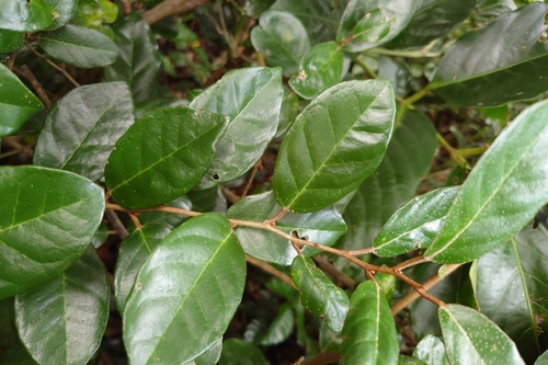 Elaeagnus formosana, photograph 1